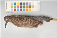 藏品(金背鳩)的圖片